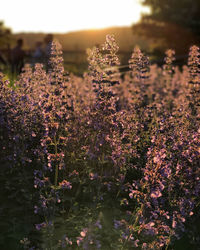Close-up of purple flowers