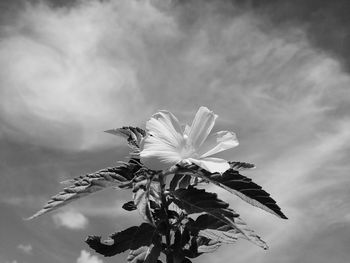 Close-up of flowering plant against cloudy sky