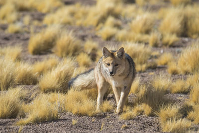 Desert foxes in the plains of the chilean highlands