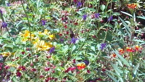 Close-up of multi colored flowers blooming outdoors