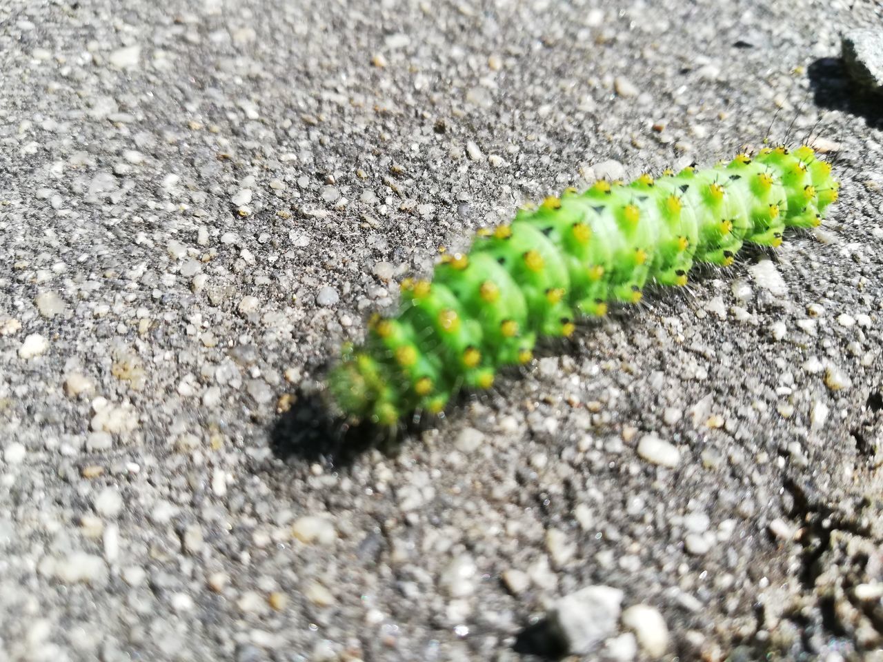 CLOSE-UP OF GREEN PLANT