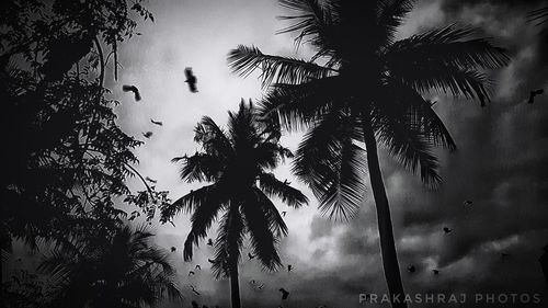 Low angle view of silhouette coconut palm tree against sky