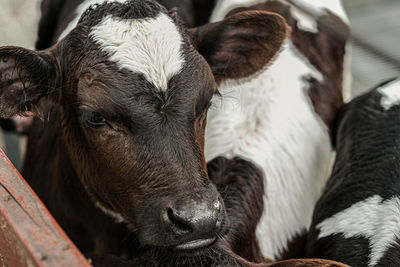 Close-up of cow