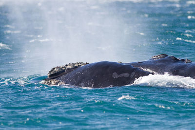 View of whale swimming in sea