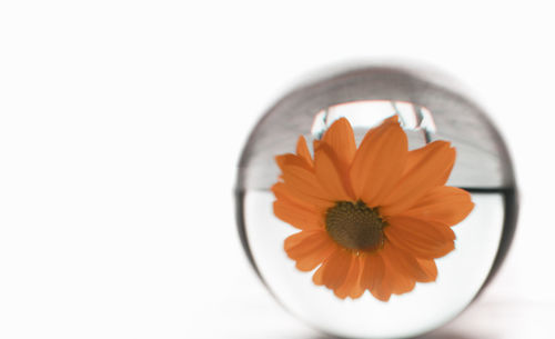 Close-up of orange flower against white background