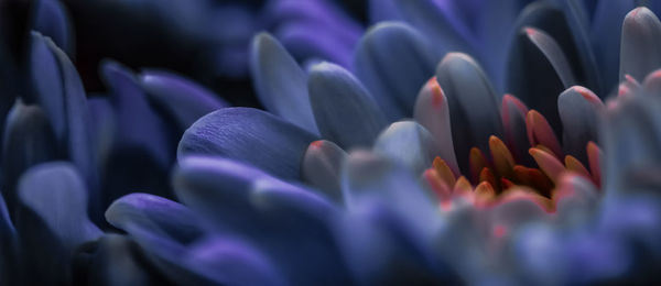 Close-up of purple crocus flowers