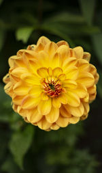 Close-up of yellow dahlia flower