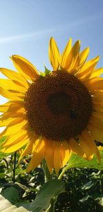 Close-up of sunflower