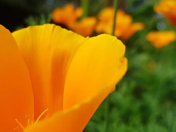 Close-up of orange day lily blooming outdoors