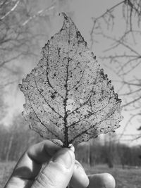 Close-up of hand holding leaves