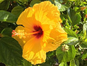 Close-up of yellow flower