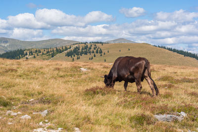 Cow grazing on field against sky