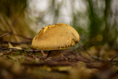 Close-up of mushroom growing on field