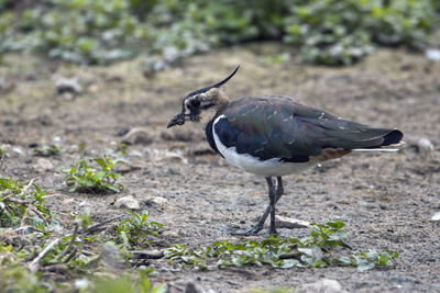 A lapwing foraging amongst the exposed undergrowth of the mudflats.