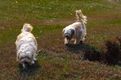 Dog standing on grassy field