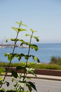 Close-up of plant against sea