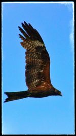 Close-up of eagle flying against clear blue sky