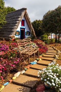 Multi colored flowering plants by building against sky