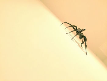 Low angle view of lizard