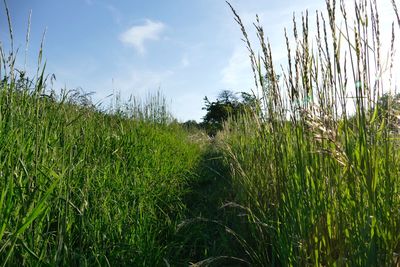 Plants growing on field against sky