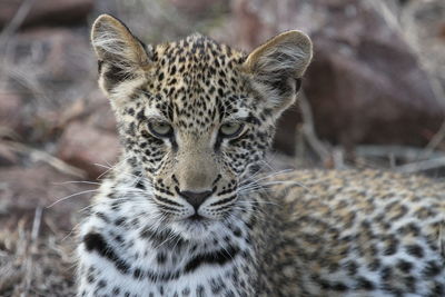 Close-up of leopard