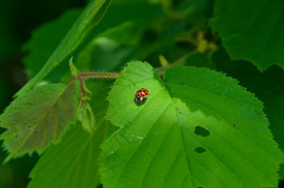 Close-up of ladybug on leaf