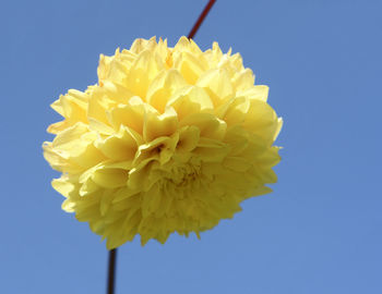 Close-up of yellow flower against blue sky