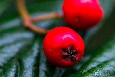 Close-up of red berries