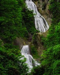 Scenic view of waterfall in forest