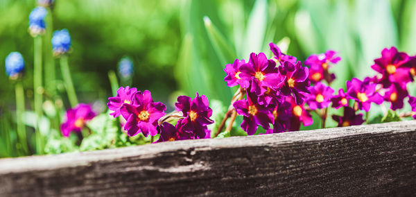 Purple primula flowers on raised flower bed in spring garden