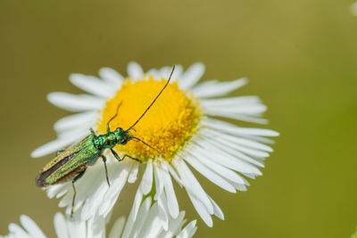 Close-up of insect on yellow flower