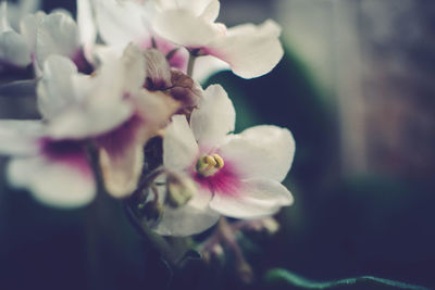 Close-up of white flowers