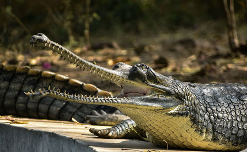 Best image of crocodile opening mouth