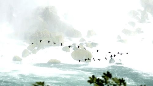 Low angle view of birds flying against sky