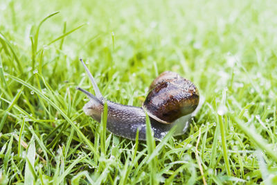 Close-up of snail on grass