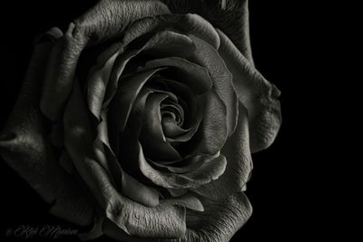 Close-up of rose over black background