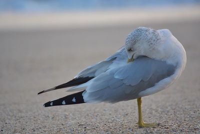 Close-up of bird perching outdoors