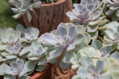 Close-up of succulent plant