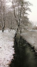 Bare trees in water