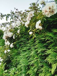 Close-up of white flowers