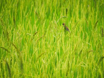 Close-up of lizard on grass field