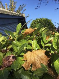 Low angle view of plants against sky