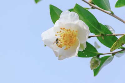 Close-up of white rose flower