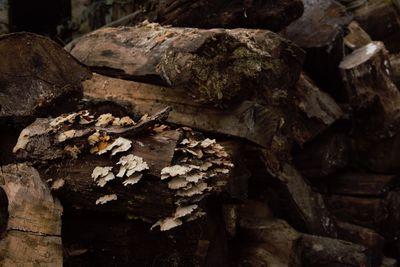 Close-up of mushrooms growing on rocks in forest