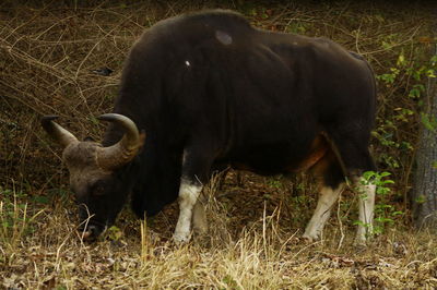 Close-up of horse grazing on field