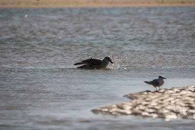 Ducks in a sea