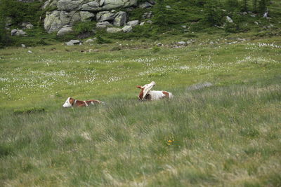 View of a sheep on grassy field