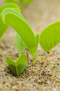 Close-up of green leaves