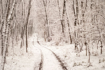 Road in forest during winter