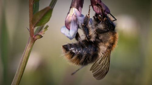 Close-up of honey bee on flower